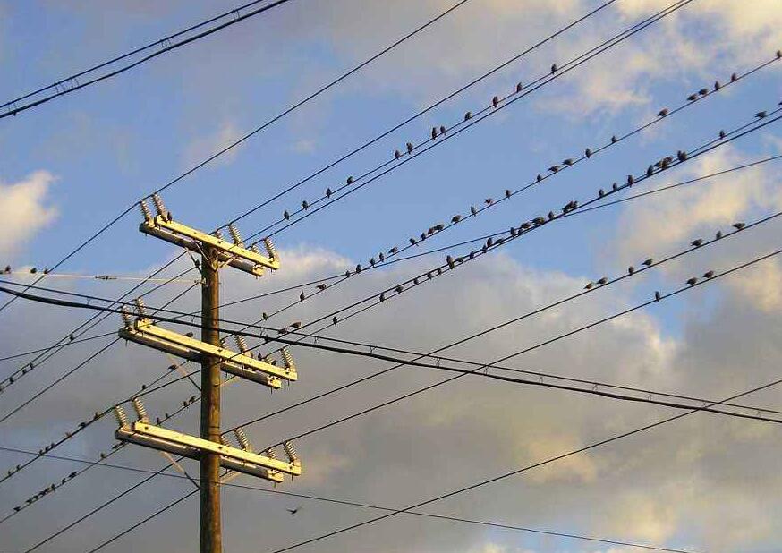 驅(qū)鳥器 驅(qū)鳥器